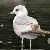 Mew Gull